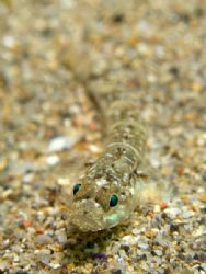 Pomatoschistus microps or Sand gobi. Bermeo, Bay of Bisca... by Mikel Cortes 